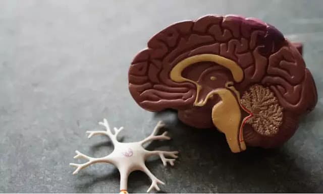 Instituto vai testar tratamentos para Alzheimer