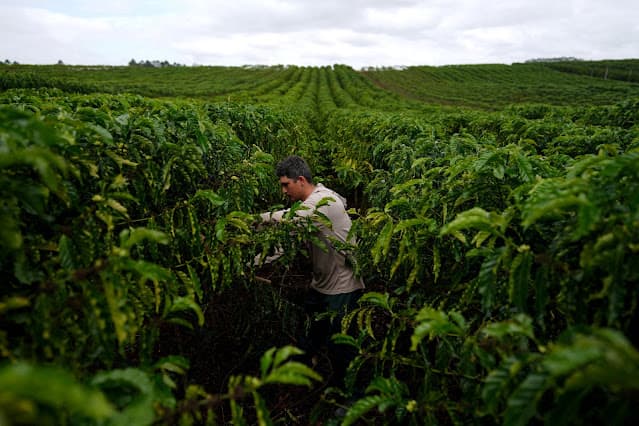 Safra de café robusta do Espírito Santo deve cair, diz Cooabriel