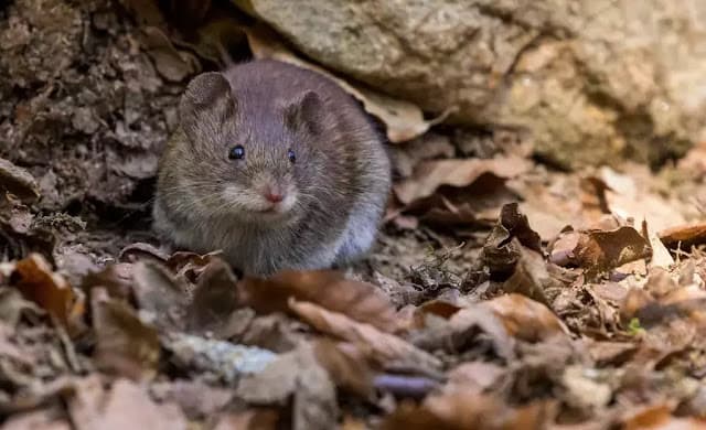 Hantavírus no Brasil: saiba quais os riscos e como prevenir a doença