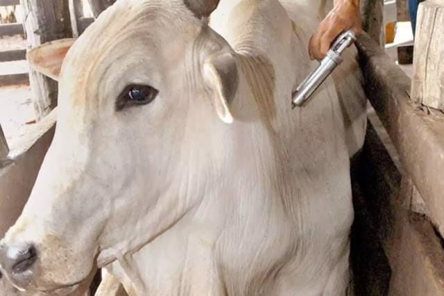 China reconhece Brasil como livre de febre aftosa e suspende proibições que restringiam a exportação da carne bovina ao país