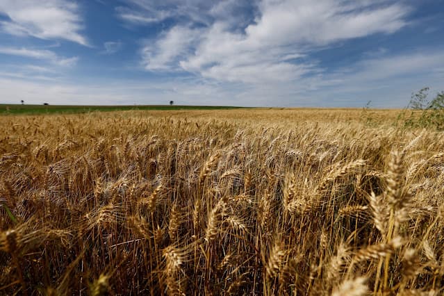 Safra de trigo do Paraná deve cair 12% em 2026, prevê Deral