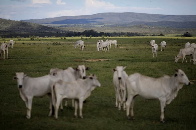 Restrições da UE à carne brasileira devem ser resolvidas em breve, diz Mauro Vieira