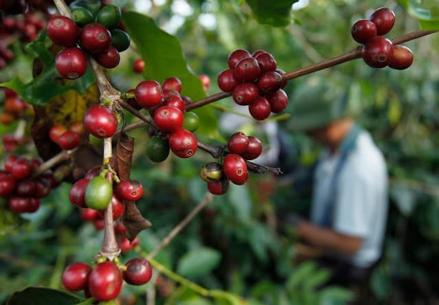 IBGE eleva projeção de safra de café do Brasil em 3,9% e vê recorde