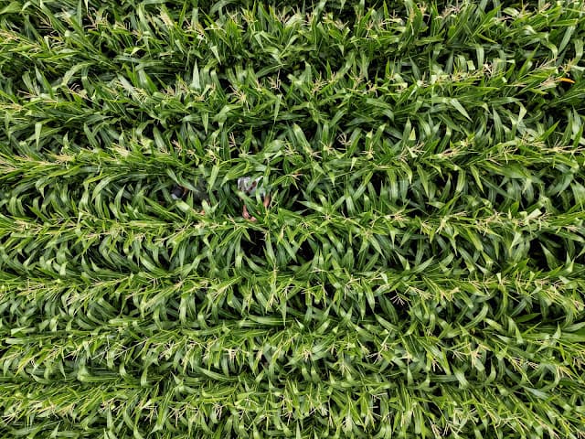 IGC prevê queda na produção global de milho e trigo em 2026/27