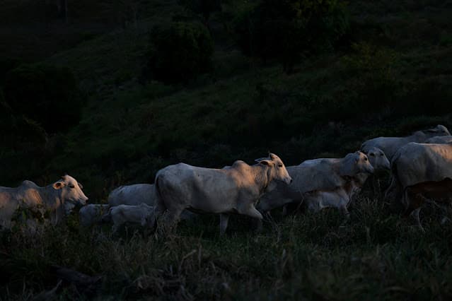 Exportação de carne bovina do Brasil pode cair 10% em 2026 com restrição da China, diz Abiec