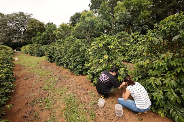 Cecafé registra queda de 10% nos embarques de café do Brasil em março, antes da nova safra