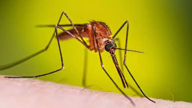 Estudo revela que a malária moldou a distribuição dos primeiros humanos na África