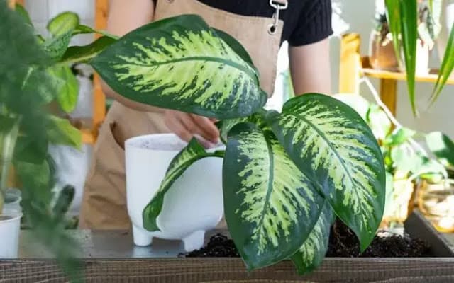Os melhores lugares da casa para colocar “comigo-ninguém-pode”, planta que ajuda purificar o ar e proteger o ambiente