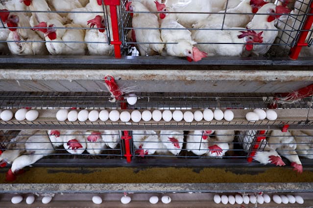 Etiópia abre seu mercado para produtos agropecuários do Brasil, incluindo carnes