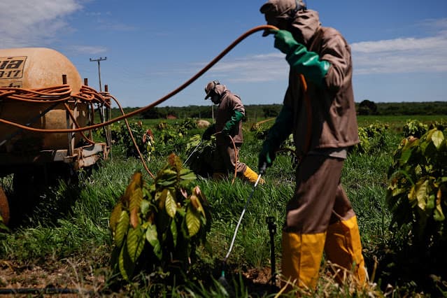 Sonho do Brasil de ter lavouras de cacau em escala fica distante após queda do preço