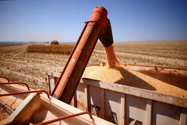 Safras & Mercado reduz colheita de milho do Brasil, mas ainda vê leve avanço anual