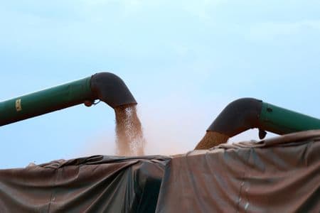 Demanda por soja no spot sustenta cotações no Brasil apesar da colheita, aponta Cepea